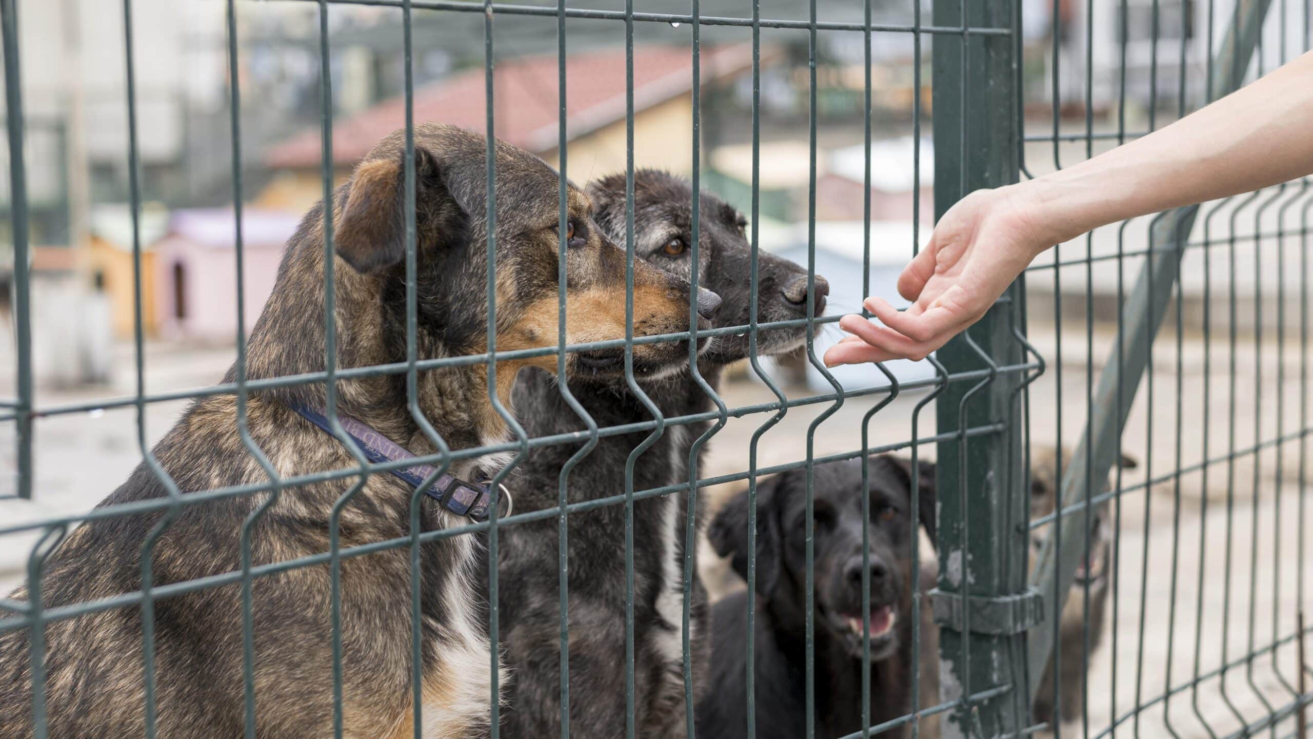 person-reaching-dogs-through-fence-shelter koeraaedik